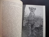 Зовът на Пипа - Джой Адамсън гепарди Африка диво хищници