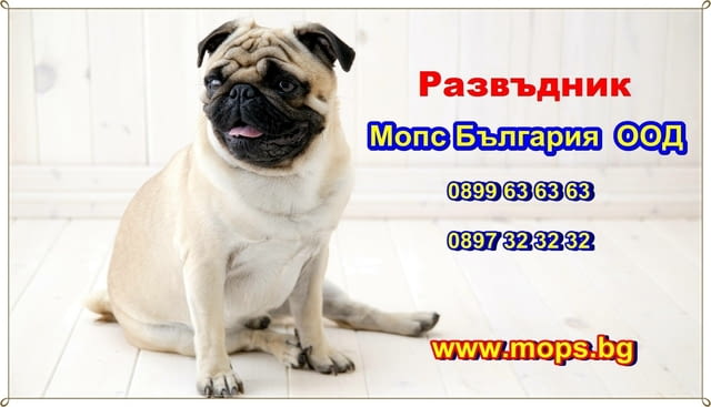 Чистокръвни бебета Мопс със сертификат-родословие, village Ezdimirtsi | Dogs - снимка 3
