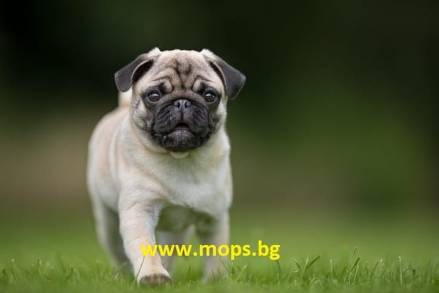 Чистокръвни бебета Мопс със сертификат-родословие, village Ezdimirtsi | Dogs - снимка 6