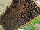 Кошерища за пчелини