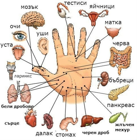 Оправете здравето си със Су Джок терапия, град София | Традиционна / Народна Медицина