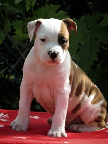 Американски стафордширски териер, кученца American Staffordshire Terrier, 2 Months, Vaccinated - Yes - city of Izvun Bulgaria | Dogs - снимка 9