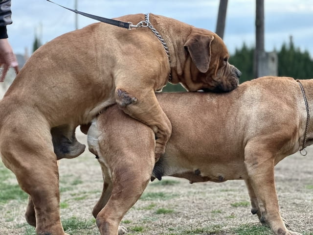 Южноафрикански мастиф - Boerboel кученца Другa, Ваксинирано - Да, Обезпаразитено - Да - град Извън България | Кучета - снимка 3