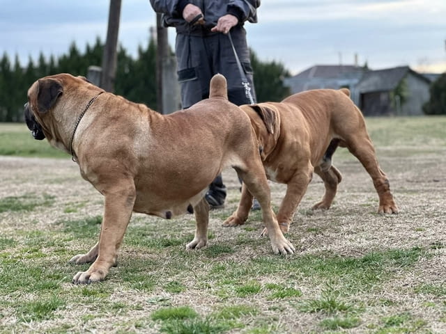 Южноафрикански мастиф - Boerboel кученца Другa, Ваксинирано - Да, Обезпаразитено - Да - град Извън България | Кучета - снимка 4