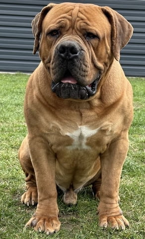 Южноафрикански мастиф - Boerboel кученца Другa, Ваксинирано - Да, Обезпаразитено - Да - град Извън България | Кучета - снимка 6