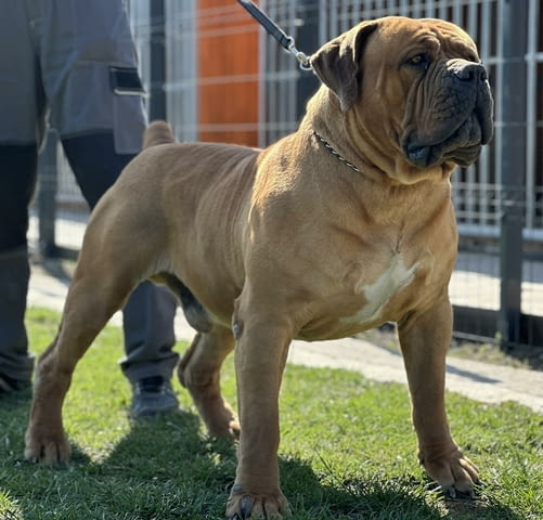 Южноафрикански мастиф - Boerboel кученца Другa, Ваксинирано - Да, Обезпаразитено - Да - град Извън България | Кучета - снимка 8