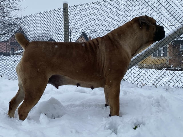 Южноафрикански мастиф - Boerboel кученца Другa, Vaccinated - Yes, Dewormed - Yes - city of Izvun Bulgaria | Dogs - снимка 9