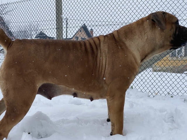 Южноафрикански мастиф - Boerboel кученца Другa, Vaccinated - Yes, Dewormed - Yes - city of Izvun Bulgaria | Dogs - снимка 10