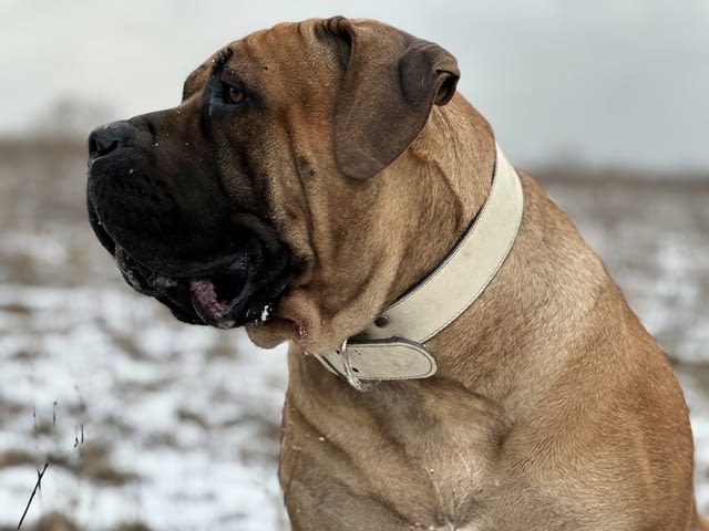 Южноафрикански мастиф - Boerboel кученца Другa, Ваксинирано - Да, Обезпаразитено - Да - град Извън България | Кучета - снимка 11