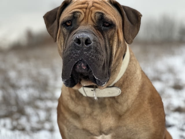 Южноафрикански мастиф - Boerboel кученца Другa, Ваксинирано - Да, Обезпаразитено - Да - град Извън България | Кучета - снимка 12