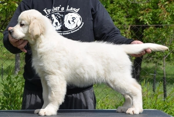Голдън ретривър, мъжко кученце Голдън ртривър, 2 месеца, Ваксинирано - Да - град Извън България | Кучета - снимка 1