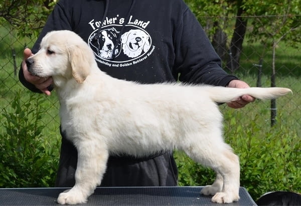 Голдън ретривър, мъжко кученце Golden Retriever, 2 Months, Vaccinated - Yes - city of Izvun Bulgaria | Dogs - снимка 4