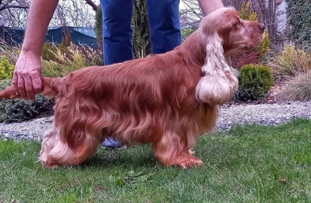 Кученца английски кокер шпаньол Английски кокерспаниел, 2 месеца, Ваксинирано - Да - град Извън България | Кучета - снимка 1