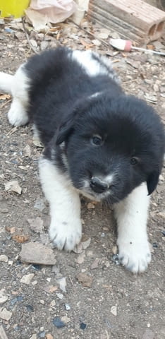 Малки каракачанки Karakachan Dog, 1 Month, Vaccinated - Yes - city of Haskovo | Dogs - снимка 3