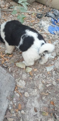 Малки каракачанки Karakachan Dog, 1 Month, Vaccinated - Yes - city of Haskovo | Dogs - снимка 4