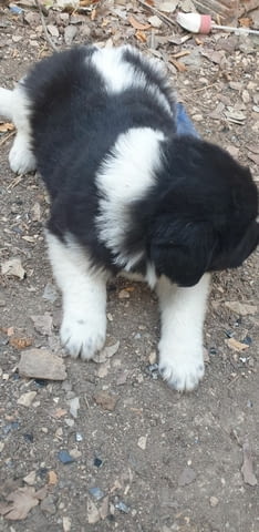 Малки каракачанки Karakachan Dog, 1 Month, Vaccinated - Yes - city of Haskovo | Dogs - снимка 5