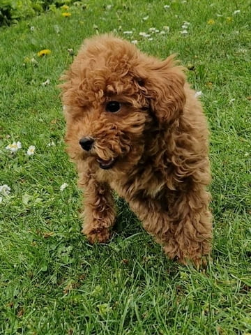 Играчка пудел, отлично родословие Toy Poodle, 2 Months, Vaccinated - Yes - city of Izvun Bulgaria | Dogs - снимка 2