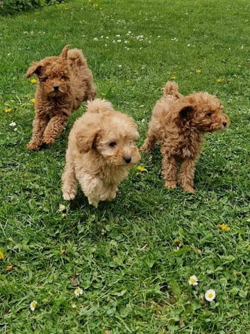 Играчка пудел, отлично родословие Toy Poodle, 2 Months, Vaccinated - Yes - city of Izvun Bulgaria | Dogs - снимка 3