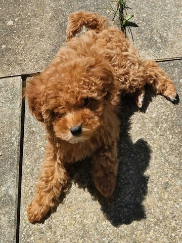 Играчка пудел, отлично родословие Toy Poodle, 2 Months, Vaccinated - Yes - city of Izvun Bulgaria | Dogs - снимка 4