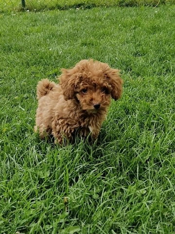 Играчка пудел, отлично родословие Toy Poodle, 2 Months, Vaccinated - Yes - city of Izvun Bulgaria | Dogs - снимка 5