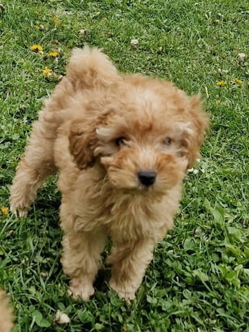 Играчка пудел, отлично родословие Toy Poodle, 2 Months, Vaccinated - Yes - city of Izvun Bulgaria | Dogs - снимка 6