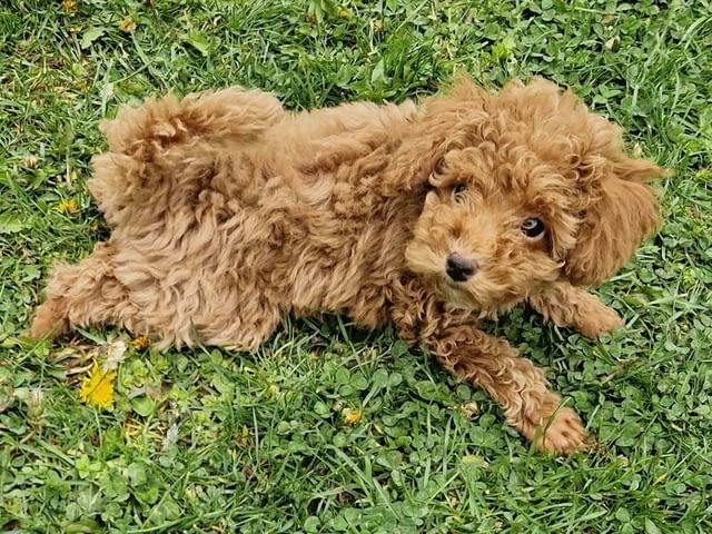 Играчка пудел, отлично родословие Toy Poodle, 2 Months, Vaccinated - Yes - city of Izvun Bulgaria | Dogs - снимка 7