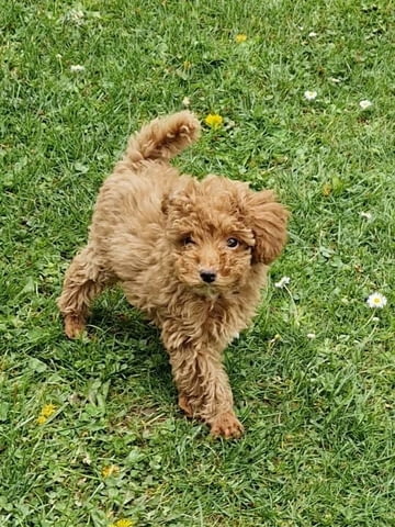 Играчка пудел, отлично родословие Toy Poodle, 2 Months, Vaccinated - Yes - city of Izvun Bulgaria | Dogs - снимка 8