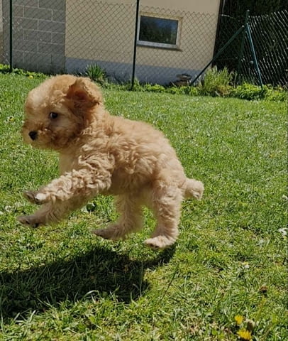 Играчка пудел, отлично родословие Toy Poodle, 2 Months, Vaccinated - Yes - city of Izvun Bulgaria | Dogs - снимка 9