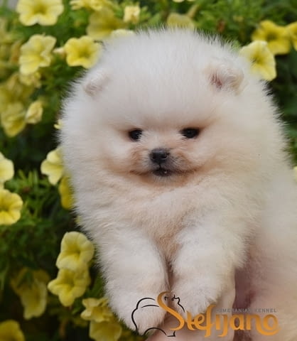 Кученца померан Бу, красиви плюшени мечета Pomeranian, 3 Months, Vaccinated - Yes - city of Izvun Bulgaria | Dogs - снимка 1