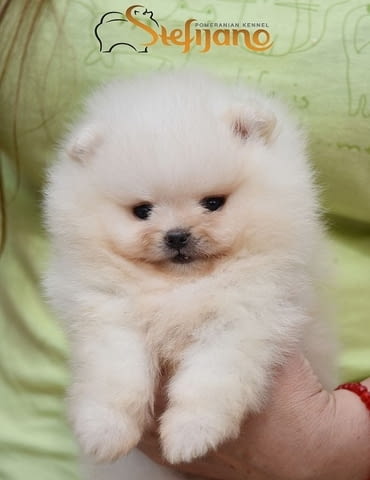 Кученца померан Бу, красиви плюшени мечета Pomeranian, 3 Months, Vaccinated - Yes - city of Izvun Bulgaria | Dogs - снимка 4