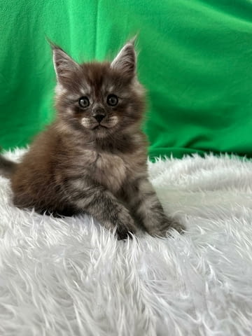 Продавам Мейн куун котета Maine-Coon, 2 Months, Vaccine - Yes - city of Pеtrich | Cats - снимка 1