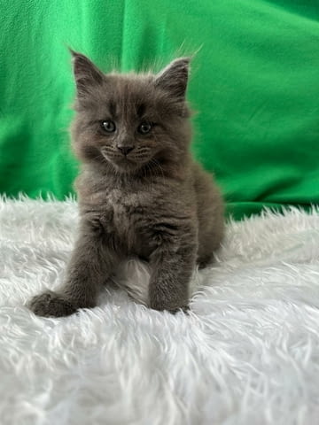 Продавам Мейн куун котета Maine-Coon, 2 Months, Vaccine - Yes - city of Pеtrich | Cats - снимка 2