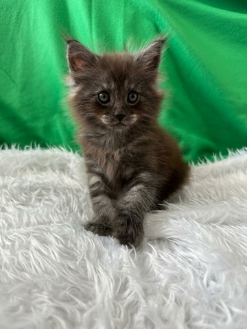 Продавам Мейн куун котета Maine-Coon, 2 Months, Vaccine - Yes - city of Pеtrich | Cats - снимка 3