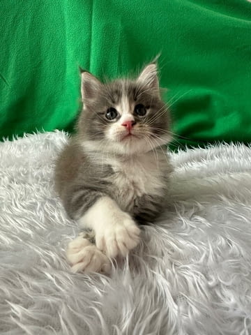 Продавам Мейн куун котета Maine-Coon, 2 Months, Vaccine - Yes - city of Pеtrich | Cats - снимка 4