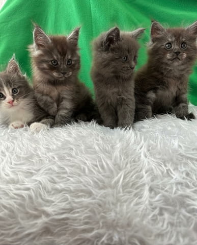 Продавам Мейн куун котета Maine-Coon, 2 Months, Vaccine - Yes - city of Pеtrich | Cats - снимка 5