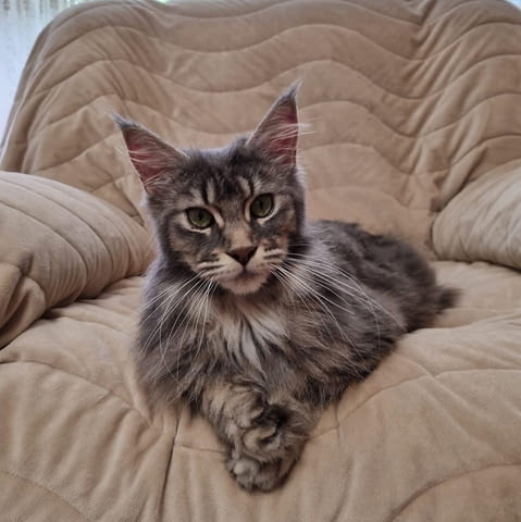 Продавам Мейн куун котета Maine-Coon, 2 Months, Vaccine - Yes - city of Pеtrich | Cats - снимка 7