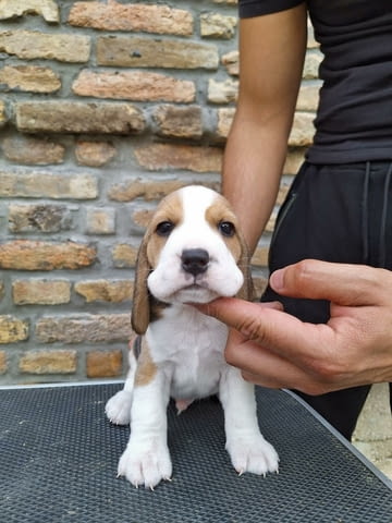 Топ кученца бигъл от изложбени родители Beagle, 2 Months, Vaccinated - Yes - city of Izvun Bulgaria | Dogs - снимка 4