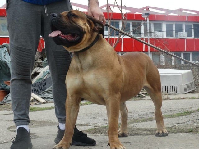 Южноафрикански мастиф Boerboel кученца за продажба, град Извън България | Кучета - снимка 4