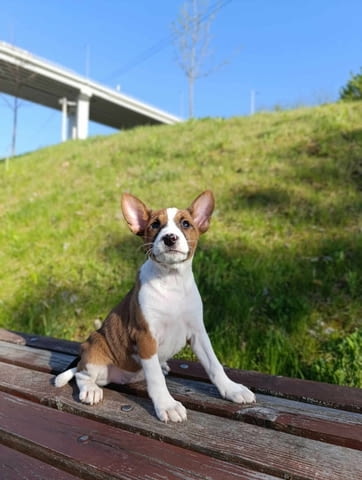 Басенджи кученца Basendzhi, Vaccinated - Yes, Dewormed - Yes - city of Izvun Bulgaria | Dogs - снимка 8