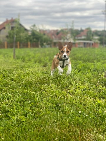 Басенджи кученца Basendzhi, Vaccinated - Yes, Dewormed - Yes - city of Izvun Bulgaria | Dogs - снимка 12