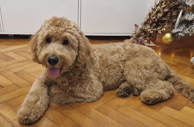 Goldendoodle F1 Другa, 2 Months - city of Izvun Bulgaria | Dogs - снимка 1