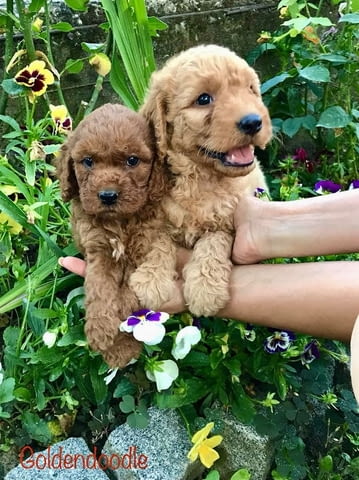 Goldendoodle F1 Другa, 2 Months - city of Izvun Bulgaria | Dogs - снимка 2