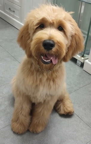 Goldendoodle F1 Другa, 2 Months - city of Izvun Bulgaria | Dogs - снимка 4