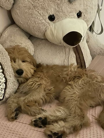 Goldendoodle F1 Другa, 2 Months - city of Izvun Bulgaria | Dogs - снимка 5