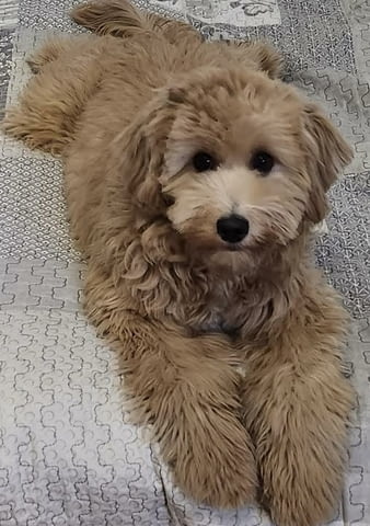 Goldendoodle F1 Другa, 2 Months - city of Izvun Bulgaria | Dogs - снимка 7