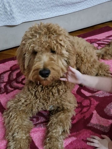 Goldendoodle F1 Другa, 2 Months - city of Izvun Bulgaria | Dogs - снимка 8