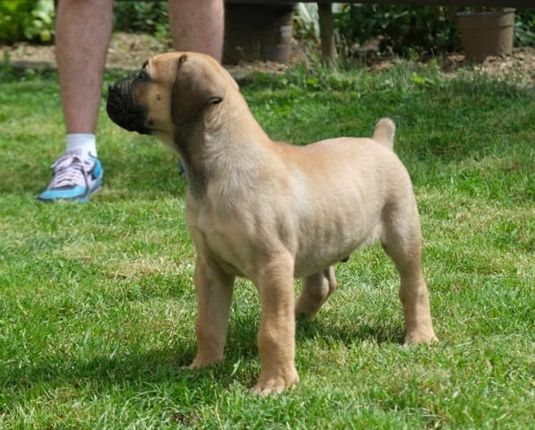 Boerboel (южноафрикански мастиф) кученца Другa, Ваксинирано - Да, Обезпаразитено - Да - град Извън България | Кучета - снимка 1