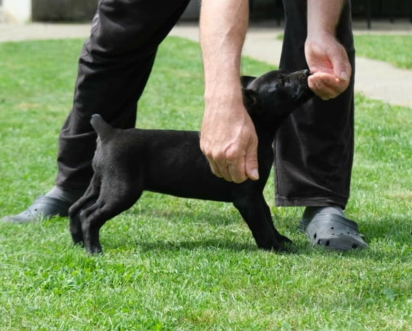 Boerboel (южноафрикански мастиф) кученца Другa, Ваксинирано - Да, Обезпаразитено - Да - град Извън България | Кучета - снимка 2