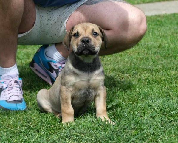 Boerboel (южноафрикански мастиф) кученца Другa, Ваксинирано - Да, Обезпаразитено - Да - град Извън България | Кучета - снимка 3