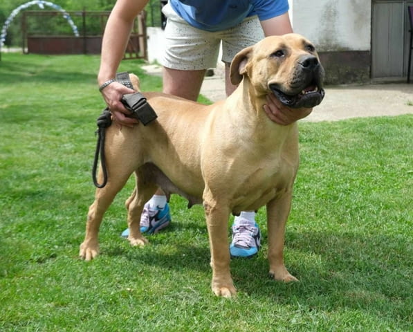 Boerboel (южноафрикански мастиф) кученца Другa, Ваксинирано - Да, Обезпаразитено - Да - град Извън България | Кучета - снимка 4